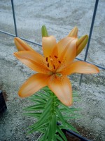 [1672 Desiderio No01.JPG]